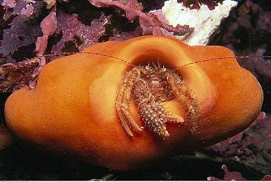 PSVR2手柄不单独出售 这是一个长期问题